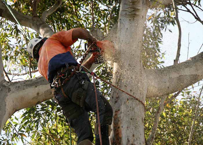 tree removal